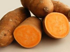 CAMOTE PERUANO