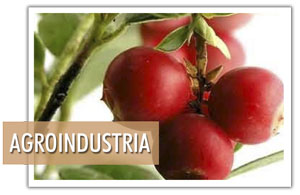 img-agroindustria3.jpg